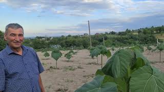 Paulownia in Agapia  Romania 2022 [upl. by Harewood417]