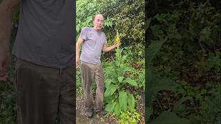 Mullein verbascum herbs foraging gardening permaculture rain outdoors explore adventure [upl. by Winters]