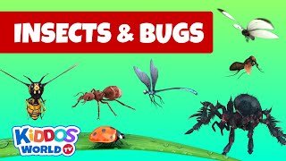 Identifying Arachnida and Insects  Insects and bugs for kids to learn about [upl. by Melly]