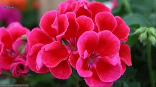 9 Awesome Uses and Benefits of Geranium Essential Oil [upl. by Adnirolc]