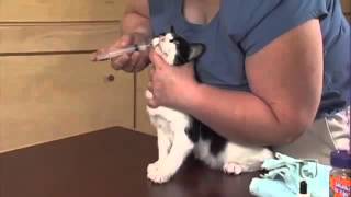 Giving Your Cat Liquid Medications Part 2  1 Person Procedure [upl. by Meeharb]