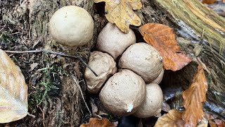 4K Lycoperdon pyriforme Mushroom Identification [upl. by Cavill]