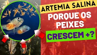 PORQUE OS PEIXES CRESCEM RÁPIDO COM ARTEMIA SALINA [upl. by Perrine]