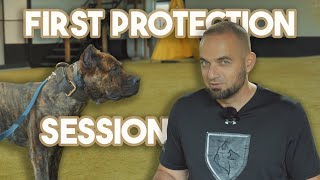 Presa Canario Protection Assessment [upl. by Haon316]