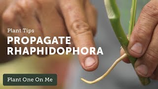 How to Propagate Rhaphidophora tetrasperma — Ep 105 [upl. by Bainbridge]