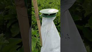 Pheromone traps in brinjal field moth fly viral shorts [upl. by Ennayhc]