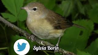 Fauvette des Jardins  Garden Warbler  Sylvia Borin [upl. by Sivla786]