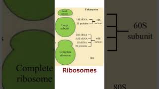 Ribosomes ribosomes ribosome [upl. by Mullins]