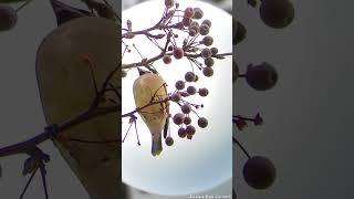 Cedar Waxwing Eating Fruit [upl. by Enaywd747]