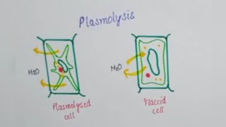 Plasmolysis PlasmolysedFlaccid and Turgid cellsEasy [upl. by Anilosi194]