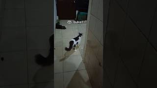 Tanda tanda kiamat kucing bisa ngomong catlover kucinglucu [upl. by Va]