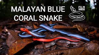 Colorful Malayan blue coral snake unique venom and longest venom glands of all snakes [upl. by Enel]