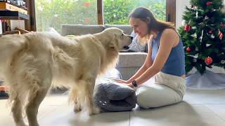 Dogs reaction to a new bed [upl. by Moulton]