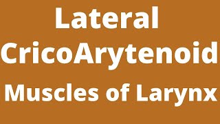 Lateral Cricoarytenoid Muscles of larynx Intrinsic muscle of larynx [upl. by Lezirg]