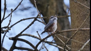 Eurasian Nuthatch singing  Kleiber singt [upl. by Guildroy]