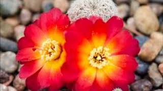 Genero rebutia [upl. by Howarth771]