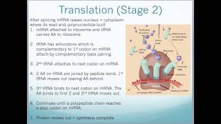 A2 Edexcel Biology Unit 4  Protein Synthesis PCR Gel Electrophoresis and DNA profiling [upl. by Irok]