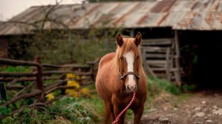 🐎 Una gran película que toda la familia puede ver Un caballo que habla eso es divertidísimo 🎬 [upl. by Basso]