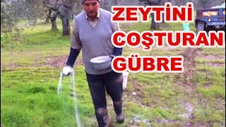 Zeytin Verimi Artırımında Şeker Gübre Ne Zaman Atılır Nasıl Atılır [upl. by Sesilu422]