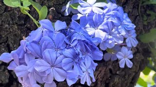 Royal Cape Plumbago auriculata [upl. by Ahtelrac]