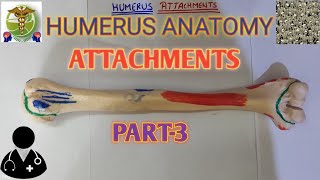 Humerus Attachments Humerus Anatomy Easy explanation [upl. by Ilzel174]