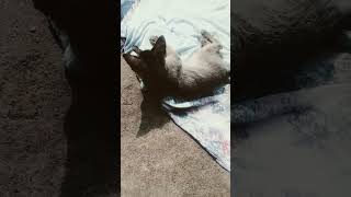 Kore Nani kore Nani catlover car short vedios cutecat youtubeshorts vedios [upl. by Akerdnuhs]