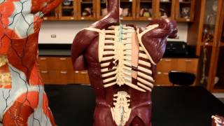 MUSCULAR SYSTEM ANATOMYBack region torso muscles model description [upl. by Eseela]