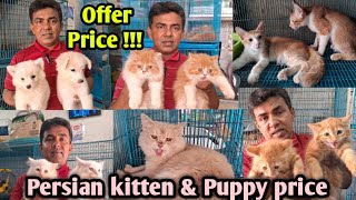 Katabon animal market in Bangladesh  Persian cat price 2024  Dog price 2024  01711467381 [upl. by Mavilia]