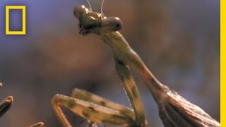 Praying Mantis vs Grasshopper  National Geographic [upl. by Gigi1]