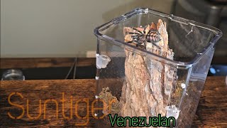 Psalmopoeus Irminia  Venezuelan Suntiger  rehouse [upl. by Imalda]