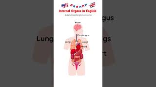 Internal Organs in English  Learn English Vocabulary for Body Parts learnenglish humanbodyparts [upl. by Thackeray74]