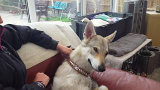 Czechoslovakian wolfdog happy [upl. by Ahcilef680]