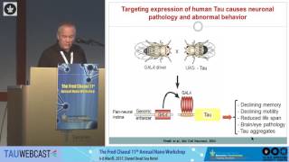 Inhibiting SelfAssembly of Amyloids By Small Molecules and PeptidoMimetics – The Case of Tau [upl. by Hafital368]