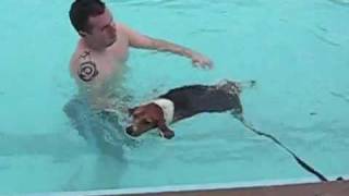 Beagle in a Swimming Pool Can beagles swim [upl. by Nylodam]