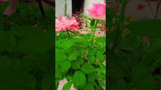 Gulab ke phool ka fayda🌹🌹 ytshorts beautiful flowers [upl. by Leahcimrej]