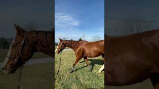 111924 lunging barrelhorseintraining fyp [upl. by Perlman]