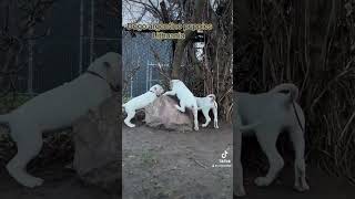 Dogo argentino puppies Lithuania dogoargentinopuppies dogoargentinadogs [upl. by Yellas]