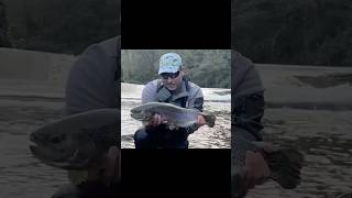 shorts Gran trucha capturada y devuelta a su medioMazuelasflyfishing pesca fyp foryou trucha [upl. by Annoda]