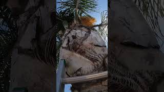 POV Cutting Palm Tree Seed Pods [upl. by Halehs]