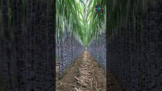 Journey to discover sugarcane farming farming fruit farmharvest sugarcane [upl. by Letizia]