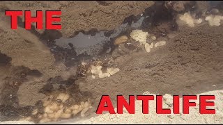 Ameisenfarm  Camponotus ligniperda 31  THE ANTLIFE [upl. by Florencia]