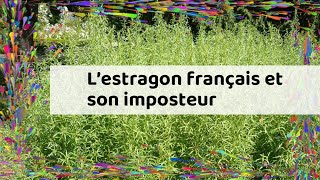 L’estragon français et son imposteur [upl. by Ennail717]