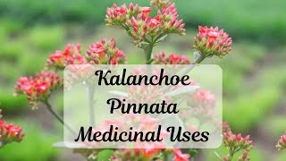 Kalanchoe Pinnata Medicinal Uses Amazing Health Benefits Revealed medicinalplants houseplants [upl. by Salvidor]