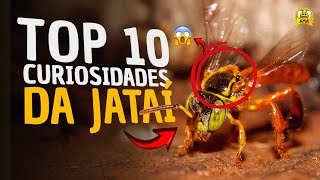 TOP 10 CURIOSIDADES da abelha JATAÍ 🐝 [upl. by Chansoo]