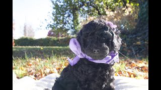 Temperament Testing for Hazel – Female Black Moyen Poodle Puppy  Funny Farm Poodles amp Doodles [upl. by Esila]