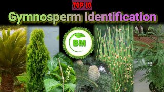 Gymnosperm Identification  Gymnosperm  plantidentification plants botany nature [upl. by Odrawde435]