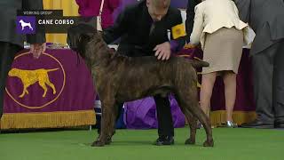 Cane Corso  Breed Judging 2019 [upl. by Jacklin]