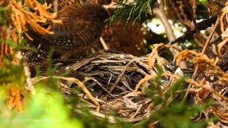 Eurasian Wren Troglodytes troglodytes Adult feeding nestlings 5 [upl. by Yeldua]