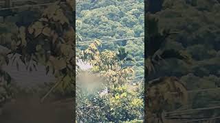 New video capturing method moon s24ultra forest nature naturephotography smartphone s24 [upl. by Aay]