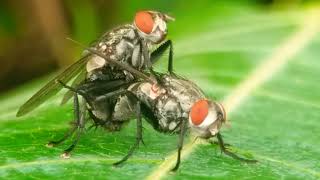 BlowFly Mating season  BlowFly Interesting Sex Moments Best time804 [upl. by Hutt611]